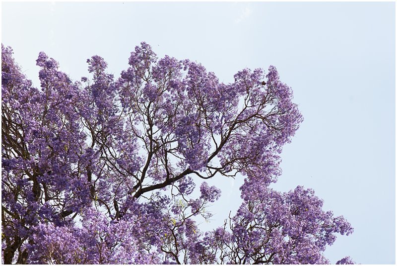 Marsel Roothman Photography - Johannesburg Wedding Photographer - Wedding Photographer_0583