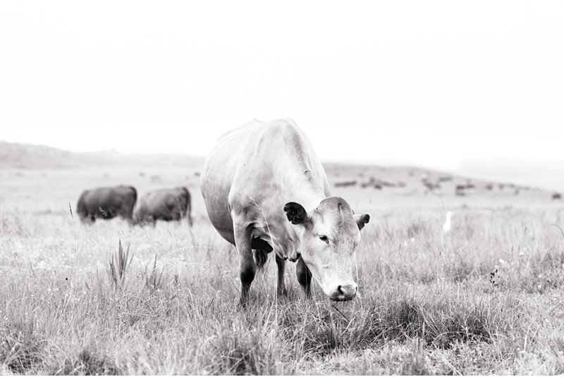 dullstroom wedding, marsel roothman, south african wedding photographer_0010